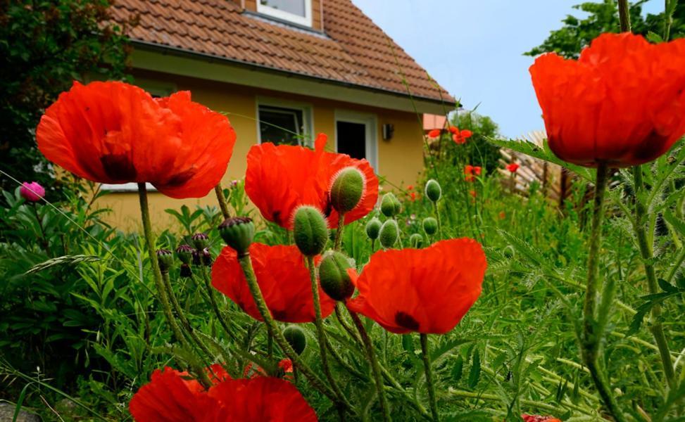 Ferienwohnung In Der Uckermark Am Oberuckersee Ot Warnitz Zewnętrze zdjęcie